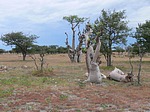 Moringa ovalifolia Etosha NP Namibie leden 2009 P1130833.jpg